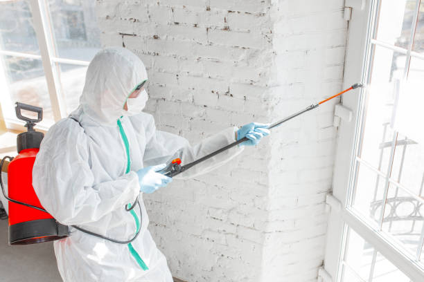 Why You Should Choose Our Mold Remediation Services in Cecilia, LA